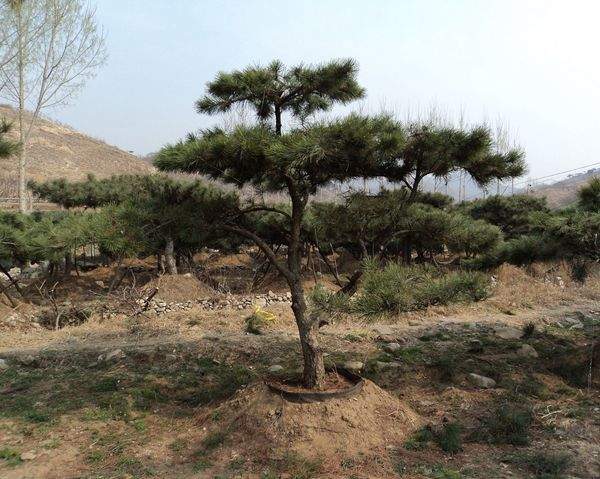 黑松景觀樹(shù) 黑松景觀樹(shù)