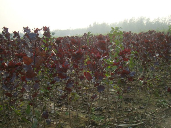 全紅楊基地全紅楊苗木圖片 全紅楊基地全紅楊苗木圖片