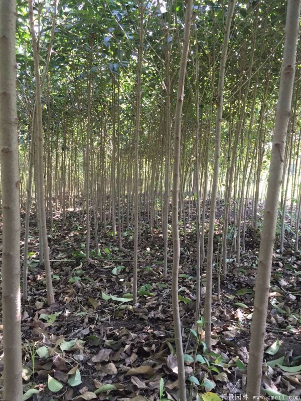 大葉女貞圖片大葉女貞基地實(shí)拍 大葉女貞圖片大葉女貞基地實(shí)拍