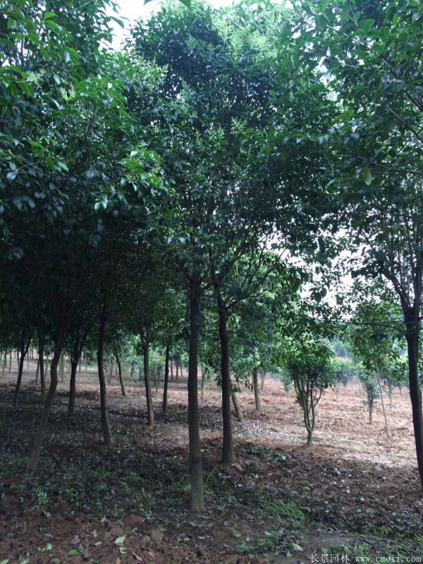 大葉女貞圖片大葉女貞基地實(shí)拍 大葉女貞圖片大葉女貞基地實(shí)拍
