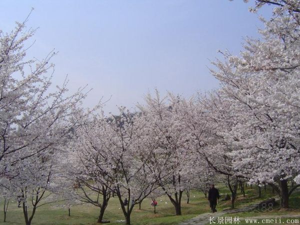 櫻花樹(shù)圖片基地實(shí)拍 櫻花樹(shù)圖片基地實(shí)拍