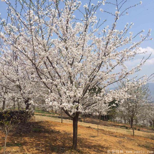 櫻花樹(shù)圖片基地實(shí)拍 櫻花樹(shù)圖片基地實(shí)拍