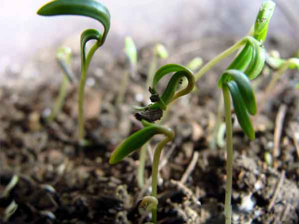蒲公英種子發(fā)芽出芽圖片 蒲公英種子發(fā)芽出芽圖片