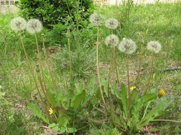 蒲公英花圖片 蒲公英花圖片