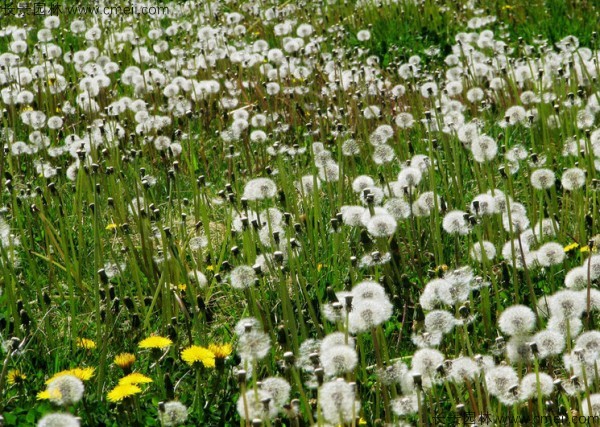 蒲公英花圖片 蒲公英花圖片