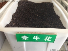 牽?；ǚN子