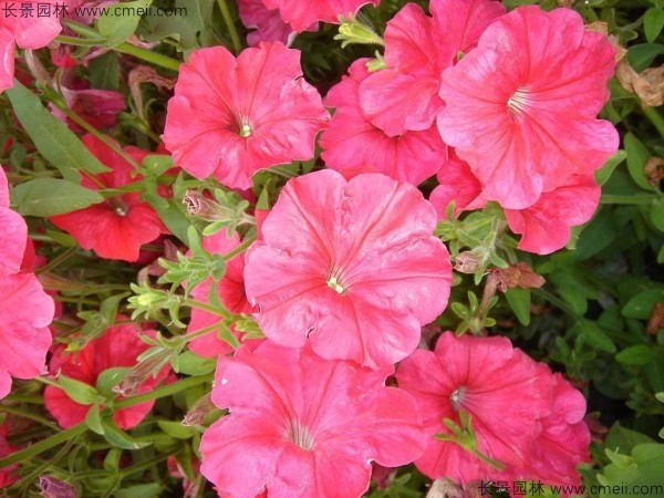 牽?；ǚN子發(fā)芽出苗開花圖片