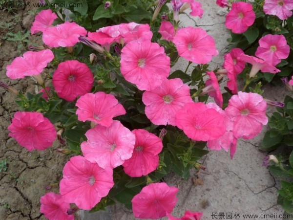 牽?；ǚN子發(fā)芽出苗開花圖片