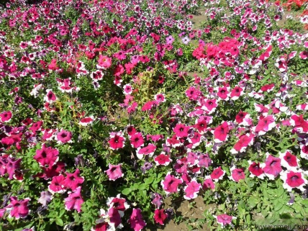 牽?；ǚN子發(fā)芽出苗開花圖片