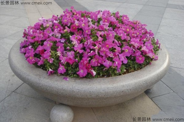 牽?；ǚN子發(fā)芽出苗開花圖片