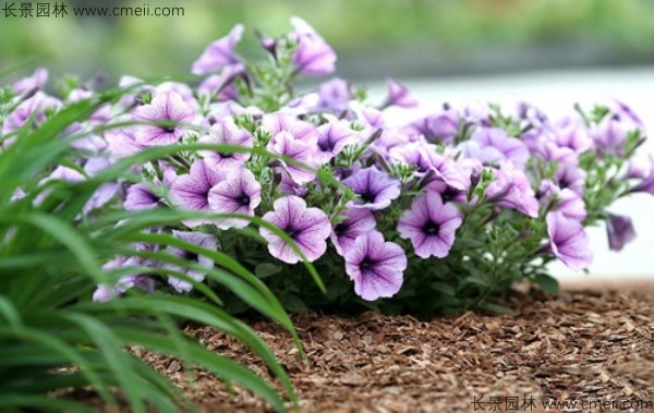 牽?；ǚN子發(fā)芽出苗開花圖片
