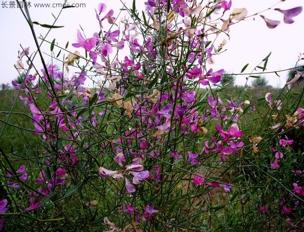 花棒開花圖片 花棒開花圖片