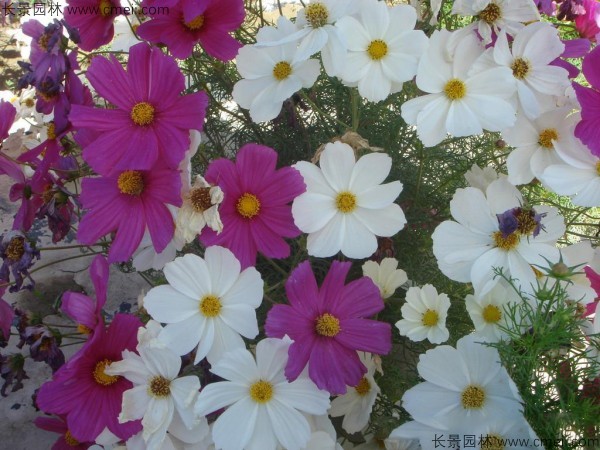 格?；ǚN子發(fā)芽出苗開花圖片