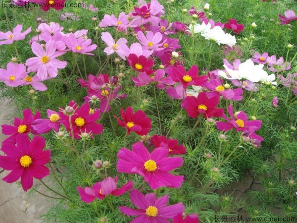 格?；ǚN子發(fā)芽出苗開花圖片