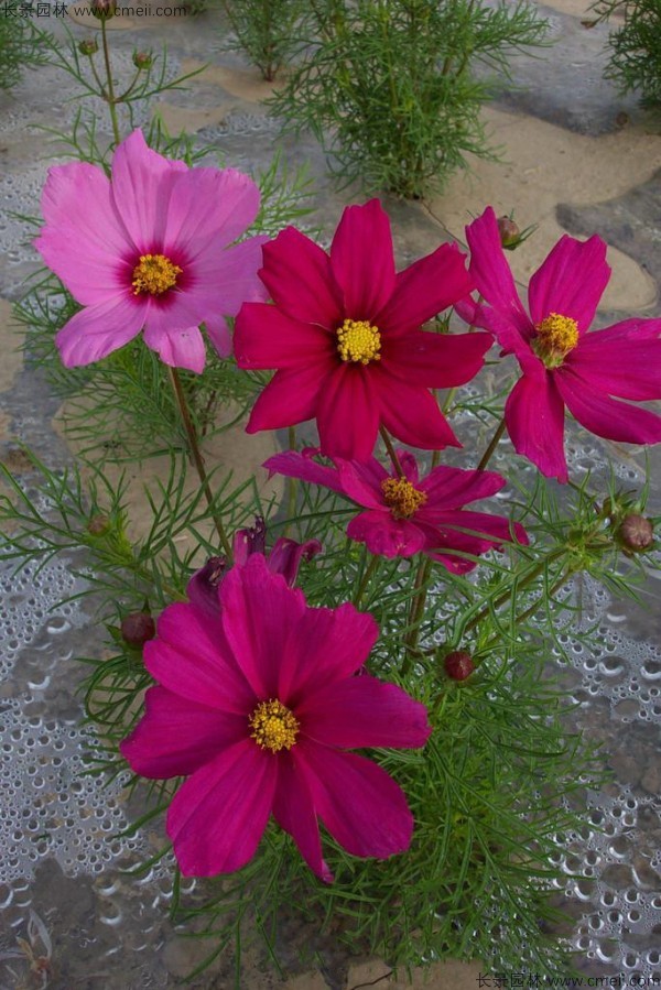 格?；ǚN子發(fā)芽出苗開花圖片