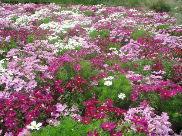 格?；ǚN子發(fā)芽出苗開花圖片