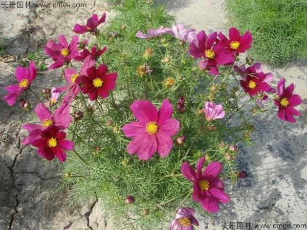 格?；ǚN子發(fā)芽出苗開花圖片