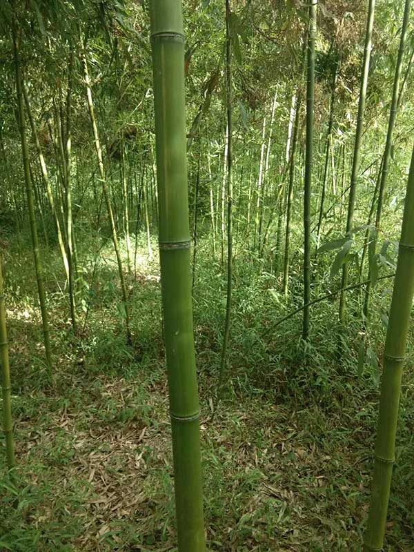 耐寒竹苗竹子 耐寒竹苗竹子