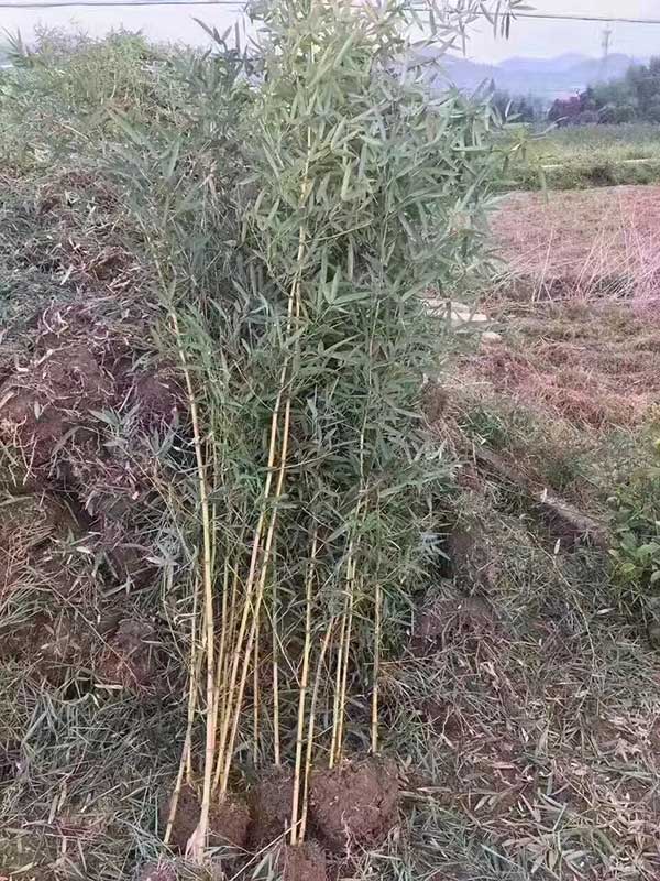耐寒竹苗竹子 耐寒竹苗竹子