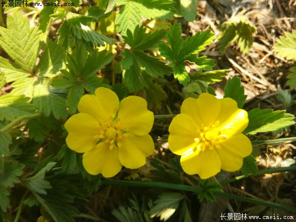 委陵菜 委陵菜