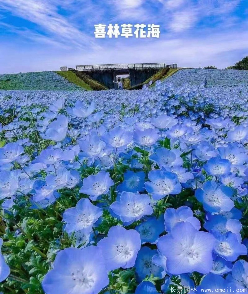 喜林草 喜林草