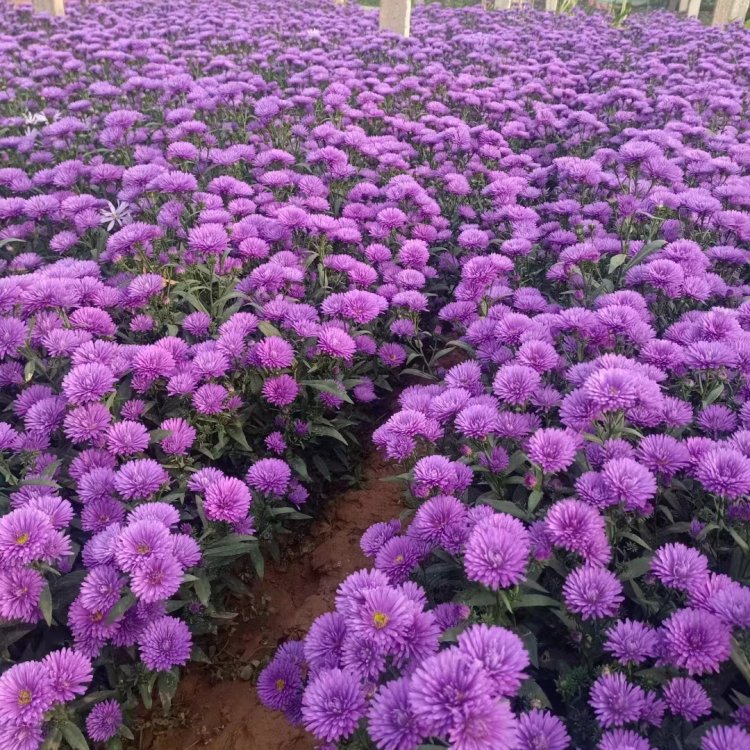 丹麥翠菊荷蘭菊重瓣紫苑 丹麥翠菊荷蘭菊重瓣紫苑