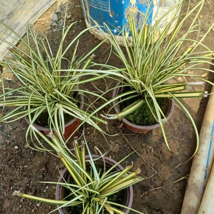 金葉苔草 來(lái)自長(zhǎng)景園林 金葉苔草 來(lái)自長(zhǎng)景園林
