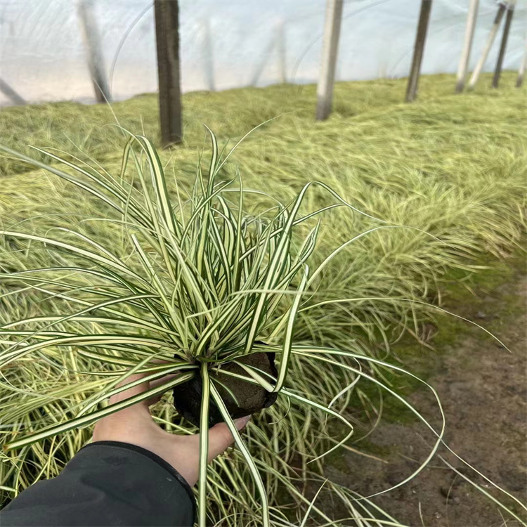金葉苔草 來(lái)自長(zhǎng)景園林 金葉苔草 來(lái)自長(zhǎng)景園林