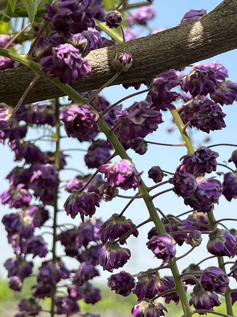 八重黑龍重瓣紫藤花紫藤樹(shù) 八重黑龍重瓣紫藤花紫藤樹(shù)