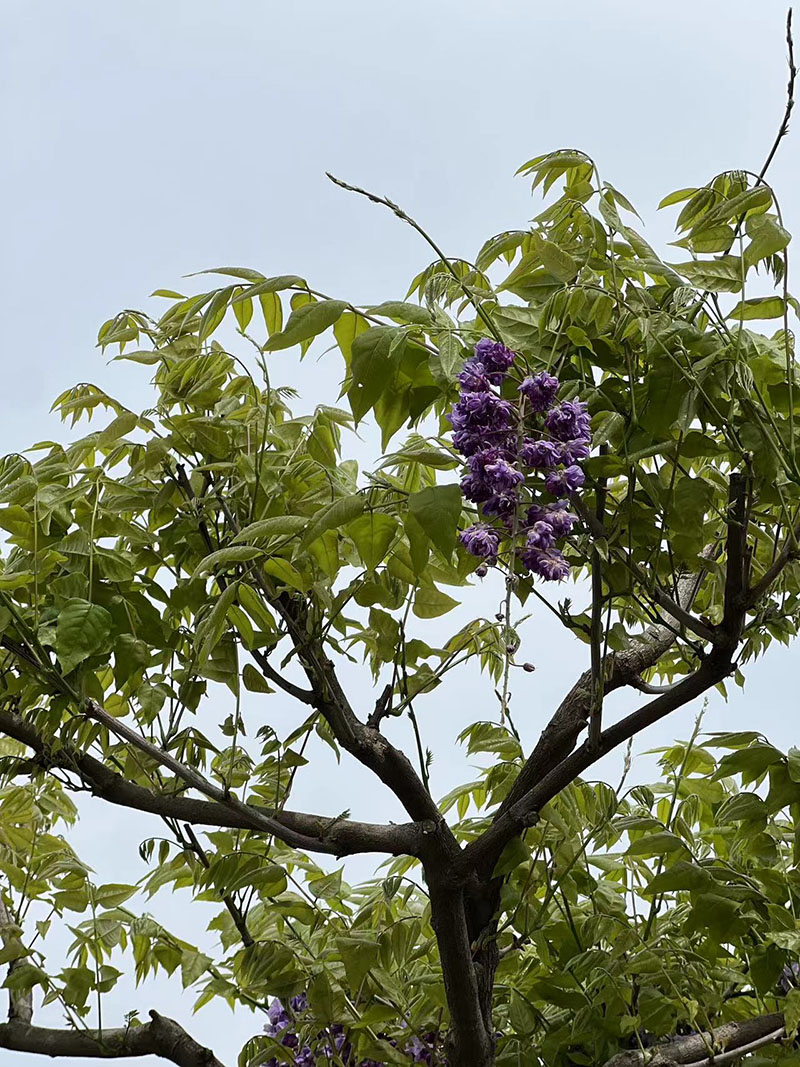 八重黑龍重瓣紫藤花紫藤樹(shù) 八重黑龍重瓣紫藤花紫藤樹(shù)