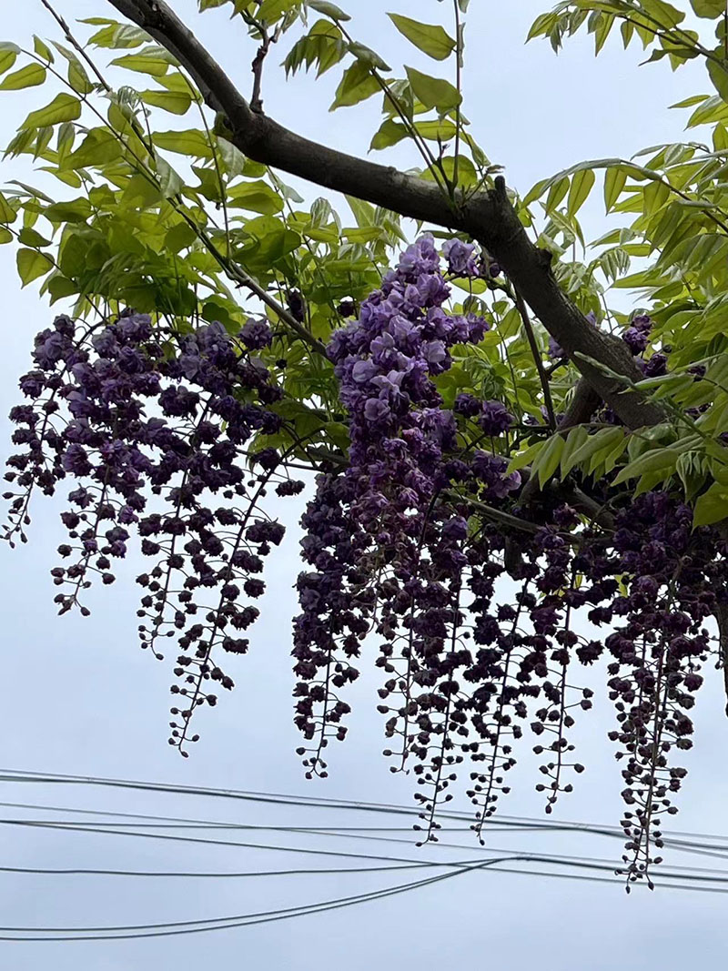 八重黑龍重瓣紫藤花紫藤樹(shù) 八重黑龍重瓣紫藤花紫藤樹(shù)