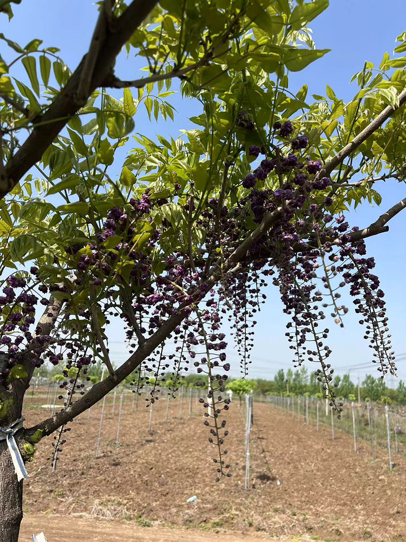 八重黑龍重瓣紫藤花紫藤樹(shù) 八重黑龍重瓣紫藤花紫藤樹(shù)